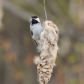 Chickadee & Cattail 