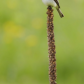 Eastern Phoebe on Great Mullein