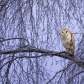 Barn Owl at Sunset