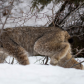 On The Prowl