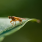 Robber Fly