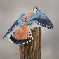 Beautiful Kestrel