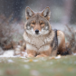 Urban Coyote