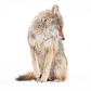Urban Coyote