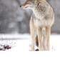 Urban Coyote
