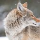 Urban Coyote Portrait
