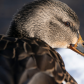 Portrait d'une femelle Canard colvert