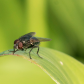 Mouche verte
