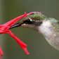 Ruby-throated Hummingbird