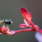 Syrphe 