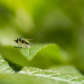 Long-legged Fly and Prey
