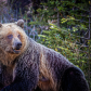 Mother Grizzly