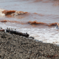 Shorebird Spectacle