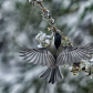 Black-Capped Chickadee