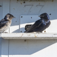 Purple Martin