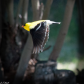 Golden Finch on the Wing