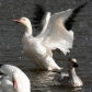 Puissances des ailes 