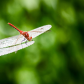 Dragonfly on Dragonfly