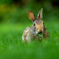 Close-up photo of an eastern cottontail rabbit (Sylvilagus floridanus) in British Columbia, Canada
