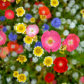 Summer meadow edge to edge full of vibrant wildflowers