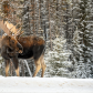 Moose (Alces alces) in Jasper National Park, Alberta, Canada