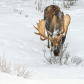 Moose (Alces alces) in Jasper National Park, Alberta, Canada