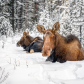 Mama moose, and her calf (Alces alces) in Jasper National Park, Alberta, Canada
