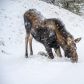 Young moose, a calf (Alces alces) went down on the knees in snow, in a winter forest in Jasper National Park, Alberta, Canada