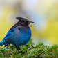 Steller's jay (Cyanocitta stelleri) perching on fir bough in Ernest Calloway Manning park, British Columbia, Canada