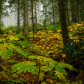 Close up photo of devil's club (Oplopanax horridus) leaves in fall color in the dark rainforest in British Columbia