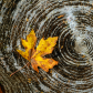 Natural background of a colorful autumn leaf on a tree trunk that shows its growth ring