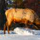 Wild Elk or also known as Wapiti (Cervus canadensis) in Jasper National Park, Alberta, Canada