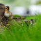 Affectionate relationship between mom and her son or daughter. Lovely baby duck nestles to the head of her / his mom.
