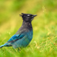 Steller's jay (Cyanocitta stelleri) perching on the ground in the Rogers Pass area of the Glacier Natural Park, British Columbia, Canada