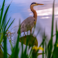 Great Blue Heron (Ardea herodias) birdwatching, observing and photographing from a hide through green plants in the foreground
