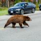 Dangerous wildlife encounter with an american black bear (Ursus americanus) coming out of the woods, and running through the road between the cars on Icefields Parkway in the Banff National Park