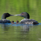 Loon love