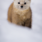 Pine marten in the snow
