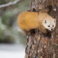 Pine marten in a tree