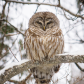 Barred owl