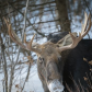 Winter moose