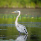 Blue Heron