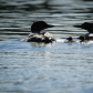 Sparkling loons
