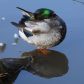 Mirrored Mallard