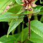 Green Darner Dragonfly