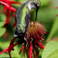 Ruby-throated Hummingbird