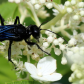 Black & Blue Wasp