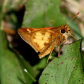 Pecks Skipper