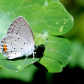 Eastern Tailed Blue Butterfly