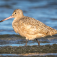 Morning Stroll - Marbled Godwit